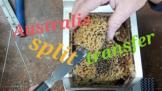 Most requested Stingless Bees !!! Amazing Australis Split / Transfer