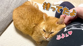 パパと会えなかった時間を必死で取り戻そうとする猫が健気すぎる…