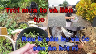 #16 Mọi người đã từng ăn hạt dẻ rừng bao giờ chưa? Rau mầm bị ốc sên sâu bọ ăn hết rễ