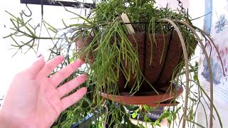 My Rhipsalis baccifera 'Mistletoe Epiphytic Rainforest Cactus' in Winter Bloom