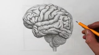 How to Draw a Brain | Pencil Drawing