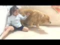 愛犬の前で死んだフリしたらお尻の穴で起こされる娘【ゴールデンレトリバーとミニチュアダックスフンド】