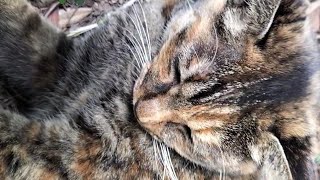 0924☁カフェオレちゃんと👴、森のベンチまわりDeちょこっとイチャイチャ🤎劇場③😊😸🐾