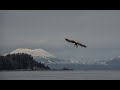 Wild Alaska: Herring Spawn Extravaganza Herald's Spring