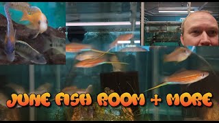 June Fish Room Full Tour - Rainbowfish Geophagus Cichlids Livebearers Plecos!