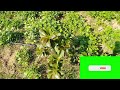 வெண்ணெய் பழம் விவசாயம் butter fruits farming possible in north tamilnadu