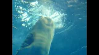 00317　～沖縄美ら海水族館：ジンベエザメの立ち泳ぎ食い（2012.04.21）