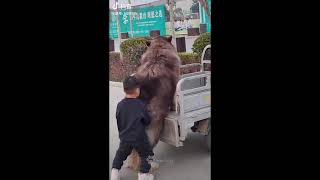 Giant Alaskan Malamute Dogs