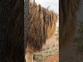 Taking LION BROTHERS for a Walk! #cat #wildlife #animals