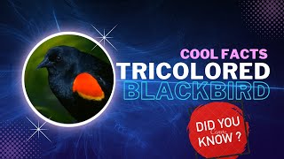 tricolored blackbird facts