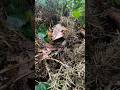 Chiffchaff Nest and Chicks. New Find!! Raincover!!#birds #nature #nestingbirds