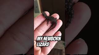 My Newborn Baby Armadillo Lizard #pet #reptile #armadillolizard