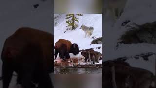 Стая волков напала на бизона, но жертва находит силы  #animals #animalsvideo