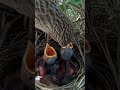 common babbler put your whole mouth in the baby's mouth #shortfeed #viral #trending #babies