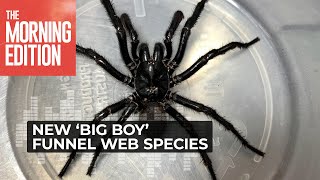 A new species of funnel web has been discovered – and it’s a monster