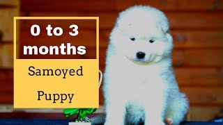 Cute Samoyed puppy growing up: from 0 to 3 months // 可愛いすぎる! サモエド子犬の成長記録 0~3ヶ月期