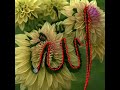 beautiful flowers allah name