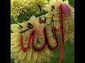 beautiful flowers allah name