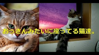 猫が座る、お座り集　オッサンがたそがれてるわ　Cat Sitting