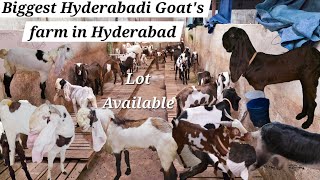 Biggest hyderabadi goat farm in Hyderabad | pure hyderabadi bakriyo ka lot available in jamnapari 🐐