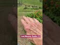 this weed takes over latebloomer gardeningvideos garden flowers