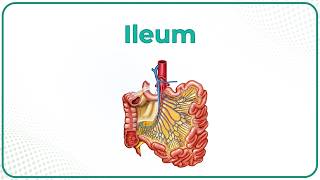Anatomy of Ileum Animation: Blood supply, Venous drainage, Histology, Innervation, Functions