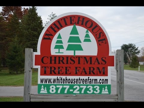 Whitehouse Christmas Tree Farm Opening Day 2014, Wheeler Farms Whitehouse Christmas Tree Farm Opening Day 2014, Wheeler Farms