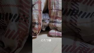 コタツから飛び出してくる瞬間の猫