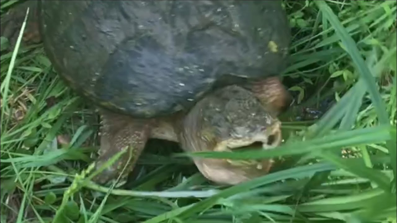 Large Snapping Turtle Youtube