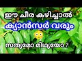 ഈ ചീര കഴിച്ചാൽ ക്യാൻസർ വരുമോ?  വേലിച്ചീര / ചെക്കുർമാനീസ് എന്ന അത്ഭുത ചീര | Reenas green home |