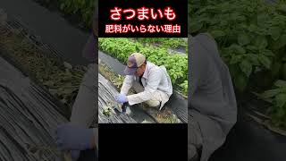 【さつまいも栽培】肥料がいらない理由 #農ある暮らし #家庭菜園