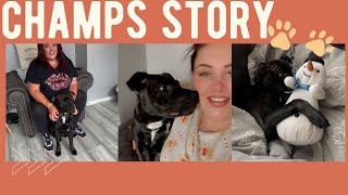 Champ The Staffie’s Story 🐶❤️ | How He Ended Up In Our Lives