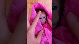 Baby Bibi Monkey cries Animals #shorts #animals #pets #monkey #cute