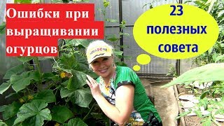 👍Ошибки при выращивании огурцов.23 полезных совета. 👍