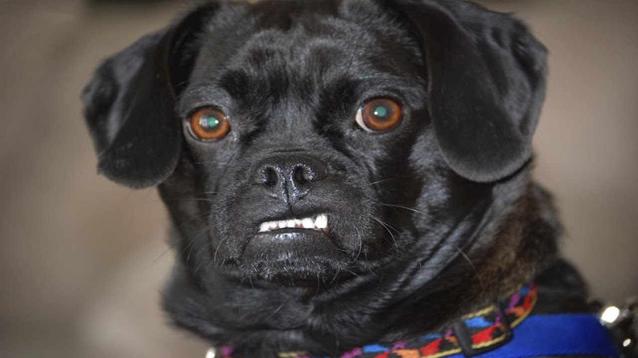 Funny Angry Dog