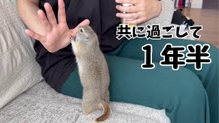 【リチャードソンジリス】野性味あふれるジリスと暮らして1年半が経って･･･