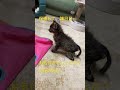 猫にゃんねる　チビ猫vs兄猫　　　　 shorts ねこ ねこのいる生活 ねこすたぐらむ かわいい動物 猫 保護猫 子猫