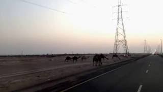 Camels on the Road in Sweihan