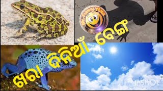 ଖରା ଦିନିଆଁ ବେଙ୍ଗ.........