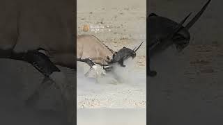 Honey Badger messed with the wrong Oryx #shorts