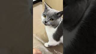 Checking on mom #cat #ねこの動画 #可愛い猫 #猫 #cutecat #ねこねこ #catlover