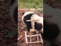 cute panda cub struggles to mount toy horse