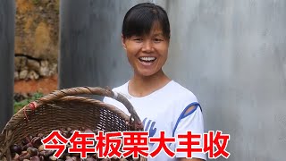 板栗收获的季节，家家户户都在忙碌着，今年的板栗丰收啦【皖乡凤姐】