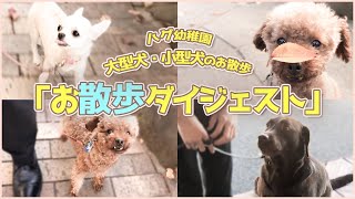 【犬 お散歩】外界に慣れさせるトレーニング！小型犬も大型犬もお外を怖がらなくさせます！【信号待ち】