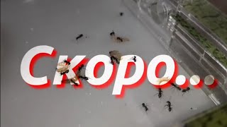 Скоро! Большой проект!