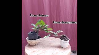 Ficus Retusa and Ficus Benjamina Comparison (Mame Bonsai)