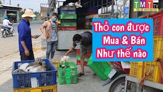 Thỏ con đang được mua và bán như thế nào để không bị trả lại