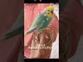 インコの「おはよう」「可愛い」「チュ」🐥関西弁のくーちゃん🐥切り抜き