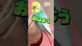 インコの「おはよう」「可愛い」「チュ」🐥関西弁のくーちゃん🐥切り抜き