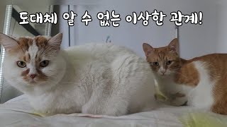 사람보다 더 사람 같은 질투에 눈먼 고양이의 웃긴 행동!